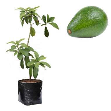 Bibit Buah Alpukat Tanpa Biji - Tinggi 40-60cm