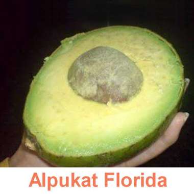 Tanaman Alpukat Florida