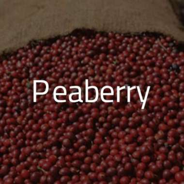 Green Bean Kopi Arabica Peaberry - 1 Kg  | Biji Mentah Siap Roasting