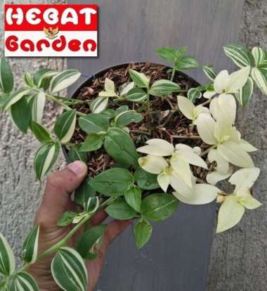 Tradescantia putih mengkilat - tradescantia pluminensis sweet