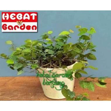 Tanaman Rambat dolar hias daun kecil - ficus pumila- hebat garden447