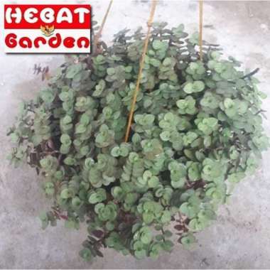 Tanaman hias gantung kribo hijau - callisia green