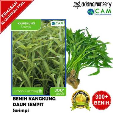 Benih / Biji Kangkung Daun Sempit - Serimpi - Repack 300+ Seeds