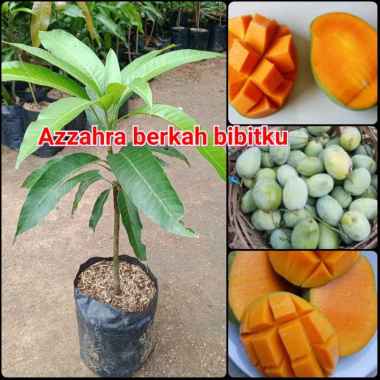 Azzahra berkah bibitku tanaman buah mangga Indramayu