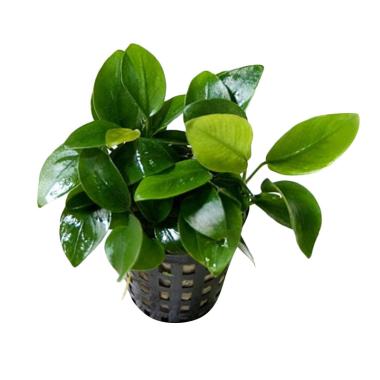 Tanaman Aquascape Harga Terbaru Februari 2020 Blibli Com
