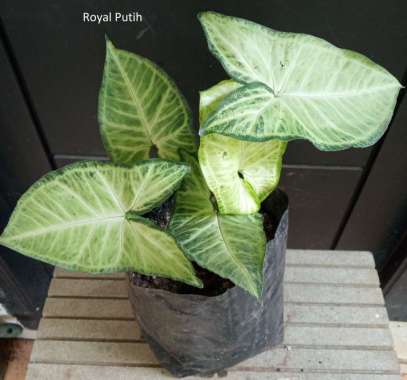 TANAMAN SYNGONIUM PUTIH / SYNGONIUM PODOPHYLLUM