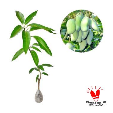 Mangga Alpukat