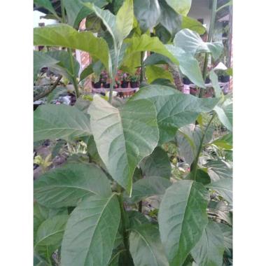 agen pohon bibit daun afrika