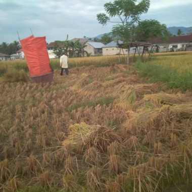 Beras Solok Anak Daro 10 Kg