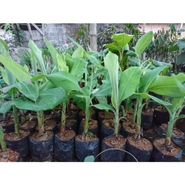 Bibit Tanaman Buah Pisang Cavendish Unggul