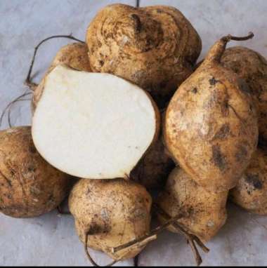 buah bengkoang per 1 ikat