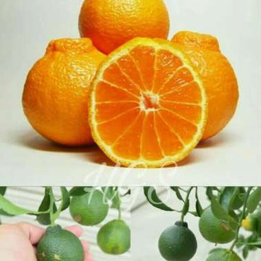 Bibit tanaman buah jeruk dekopon