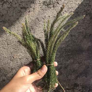 Daun Kering Cypress (per 10 tangkai)