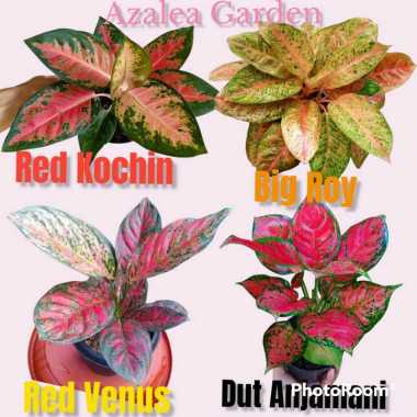 Paket 4 Jenis Aglonema