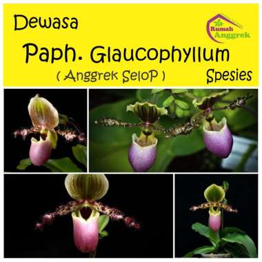 Anggrek Paphiopedilum Glaucophyllum selob selop paph anggrek kantong semar dewasa papiopedilum langk
