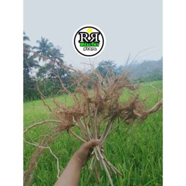 TERLARIS akar kayu senggani untuk aquascape