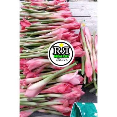 PROMO Bunga kecombrang/honje segar