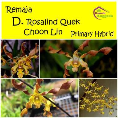 Anggrek Dendrobium Rosalind Quek Choon Lin Remaja dendro primary hybrid d trilamellatum discolor ker
