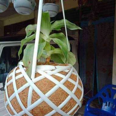 Pot Tanaman Kokodama Kokedama Serabut Kelapa POT GANTUNG
