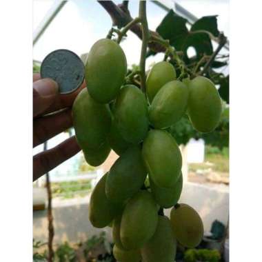 Bibit tanaman buah anggur import dixon unggul