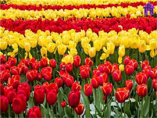 DIY Set Melukis Paint By Number Kit Flower 40X50CM Part 4 Bunga Y5023