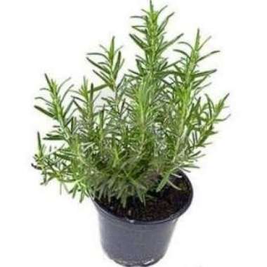 Tanaman Hias Rosemary - Tanaman Pengusir Nyamuk - Tanaman Anti  Nyamuk