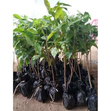 Bibit Gaharu Gaharu atau Aquilaria malaccensis tunas bibit