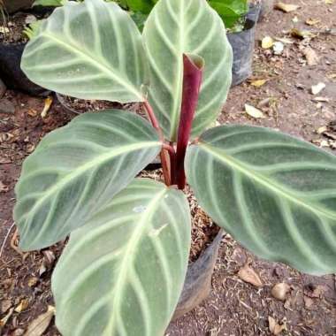 Tanaman Hias Calathea Zebrina - Calathea Zebrina Plants