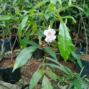 tanaman hias tabebuya pink - pohon tabebuya bibit