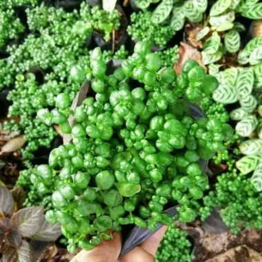 Tanaman Hias Krokot Keriting - Krokot Culry