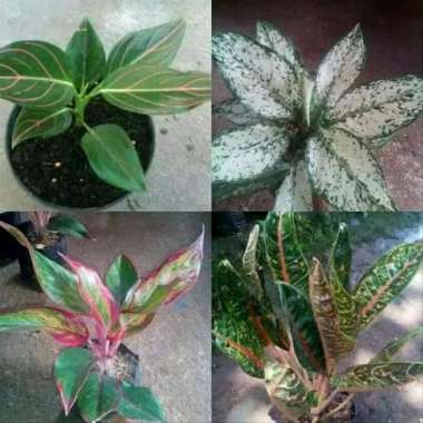 Paket Tanaman Hias Aglonema