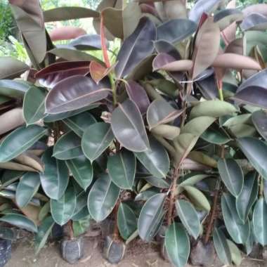 tanaman hias karet kebo - pohon karet kebo