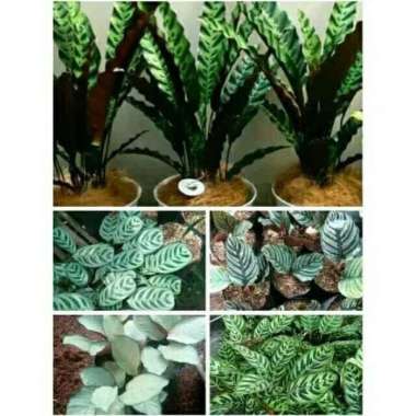 Paket tanaman hias 5 jenis tanaman calathea tanaman indoor kalatea