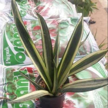 Tanaman sansivera metallica tanaman penyerap racun polusi metalika