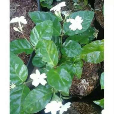 bibit Tanaman melati wangi melati rambat kampung bunga melati jawa
