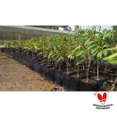 Bibit Durian Montong okulasi Tunas bibit purworejo