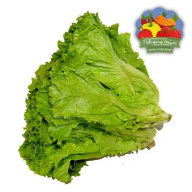 Selada Keriting / Bokor - 250 gram