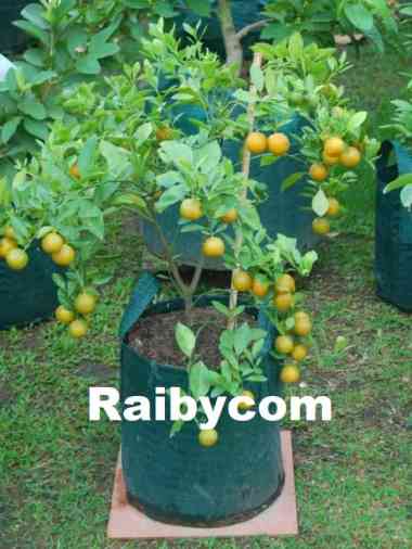 Planter Bag 40 Liter Easy Grow Hijau Planterbag Pohon Buah Besar 40L