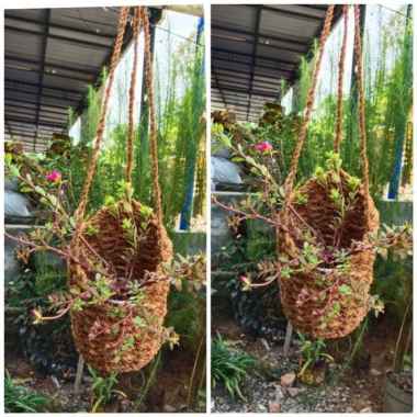 pot anggrek sabut kelapa gantung