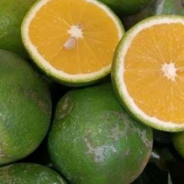 JERUK BABY JAFA MALANG