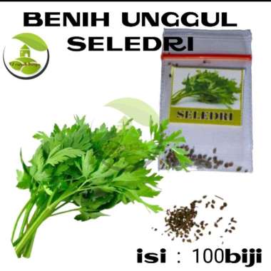 benih bibit sayuran seledri