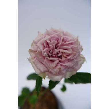 Mawar Import Dolcetto Wangi Merambat Kondisi Berbunga