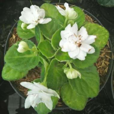 Bibit Tanaman Bunga Violces Putih