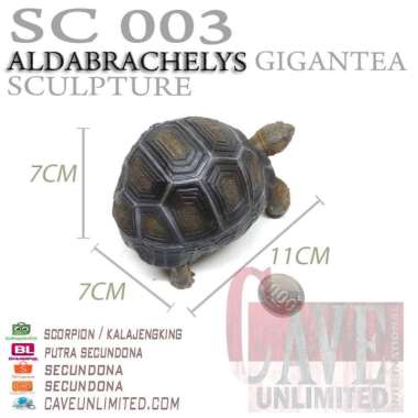 Replika patung tortoise kura kura darat aldabra aldabrachelys gigantea ALDABRA