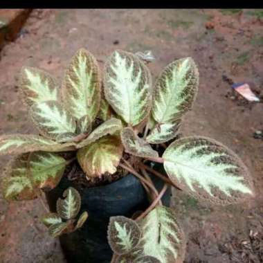 paket tanaman hias gantung - paket tanaman hias episia - paket murah