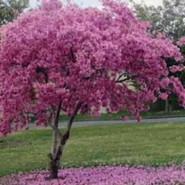 Bibit tanaman hias tabebuya bunga pink - pohon tabebuya bunga sakura