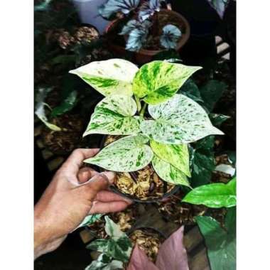 _ Tanaman hias sirih gading varigata - sri gading varigata -