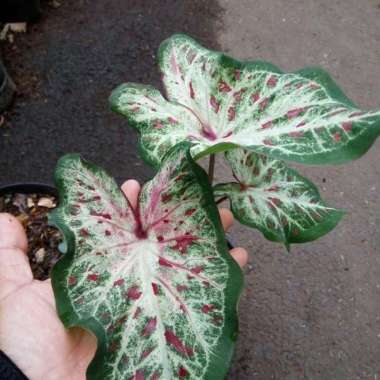 Tanaman hias keladi wayang - caladium