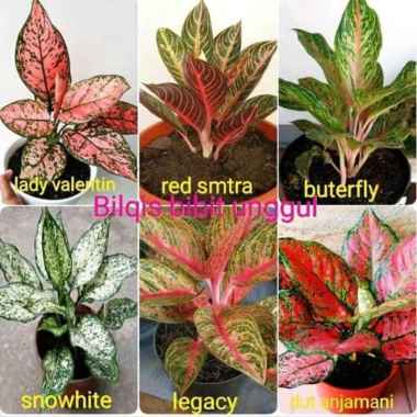 paket tanaman hias aglonema/promo peket aglonema red sumatra dll