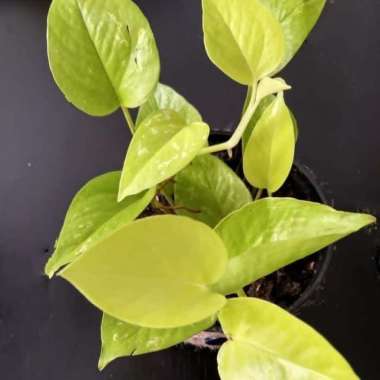 sirih gading lemon love